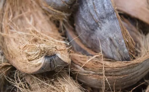 Coconut fibres