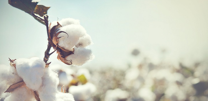 Cotton Cotton