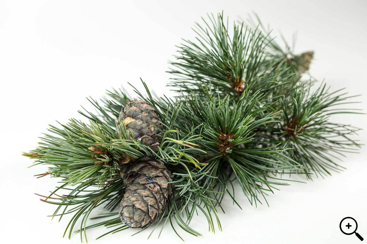 pine needles and cones